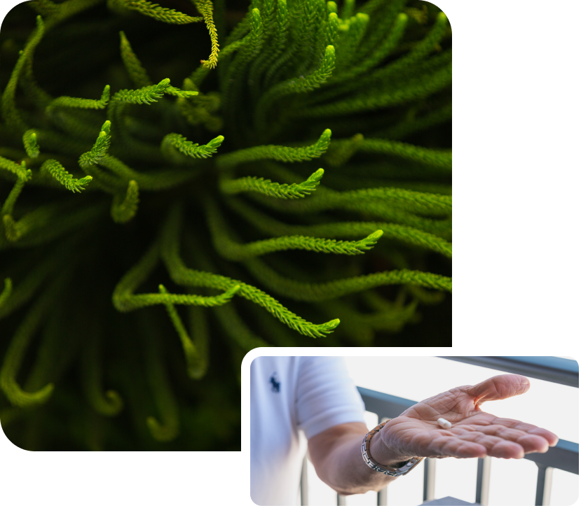 Green seaweed in the background, foreground shows hand with Refluxter capsule in the palm