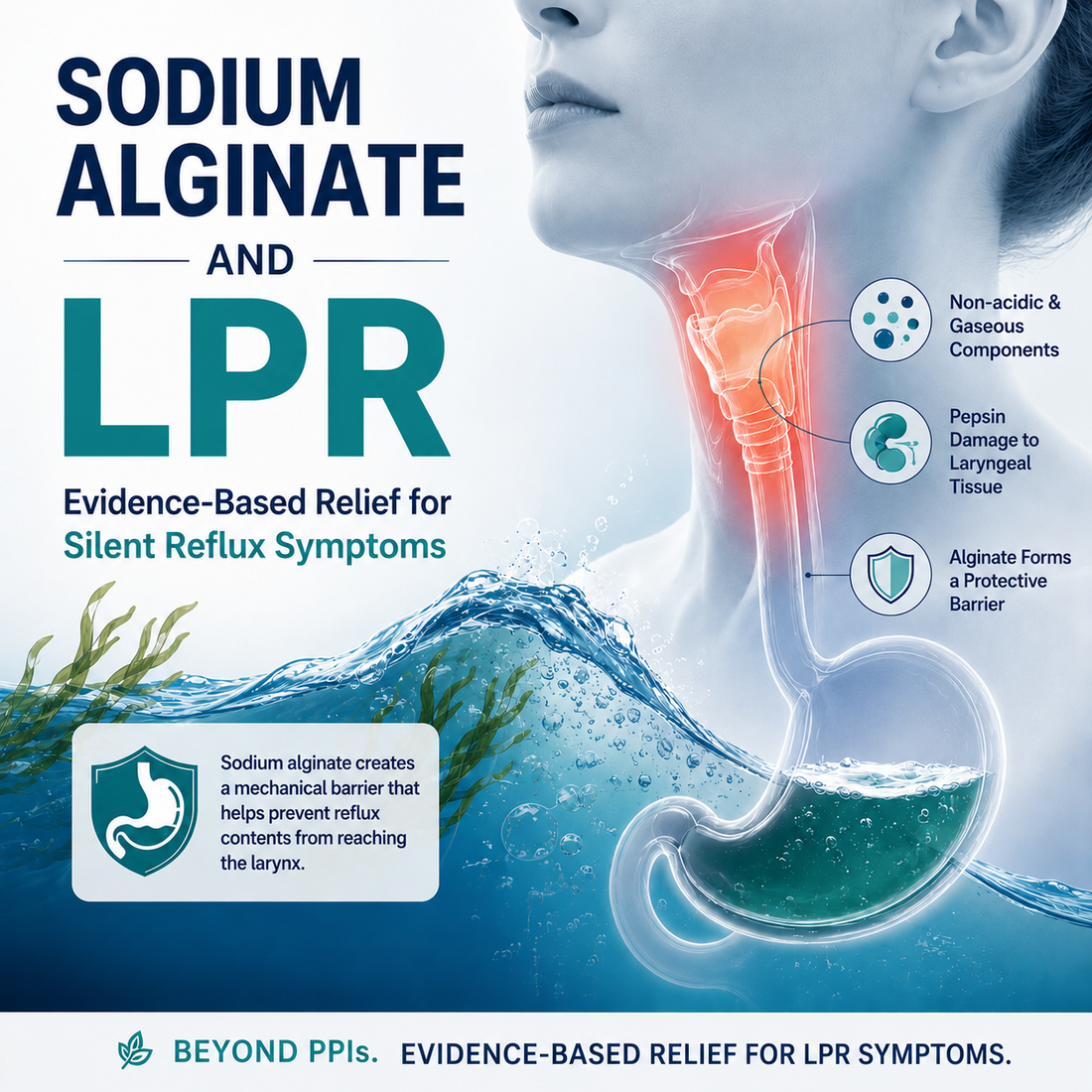 Sodium alginate mechanism for LPR (silent reflux): forming a protective barrier against non-acidic and gaseous reflux components, preventing pepsin damage to laryngeal tissue.